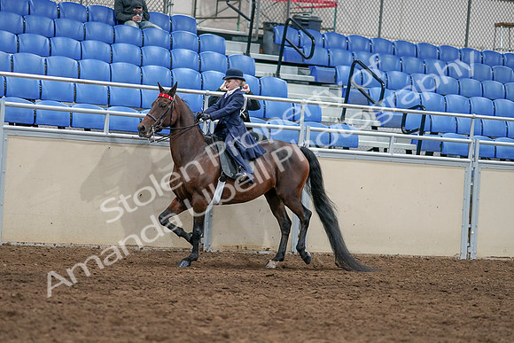 2020 - AB Morgan Horse - Sat, Sept 05 - 04765
