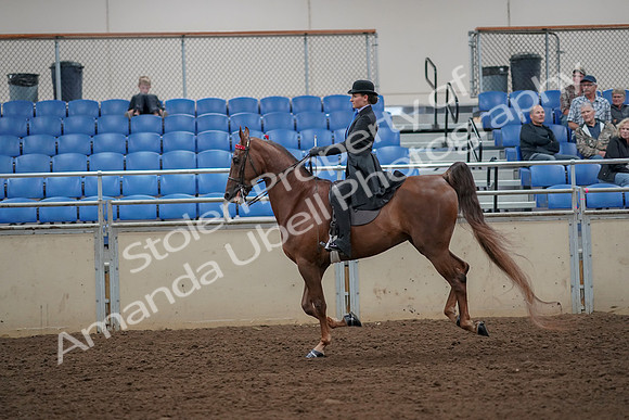 2019 Morgan Horse Show - Aug 30, 2019 - 25204