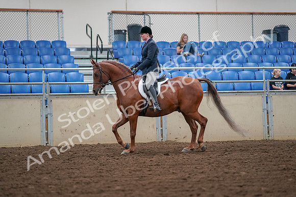 2019 Morgan Horse Show - Aug 30, 2019 - 16187