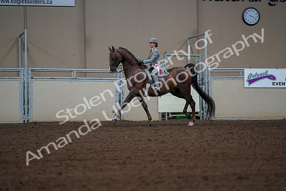 2019 Morgan Horse Show - Aug 30, 2019 - 18232