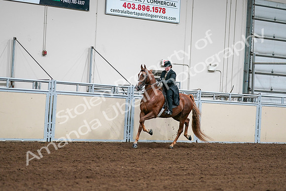 2020 - AB Morgan Horse - Sat, Sept 05 - 08024