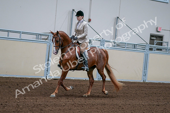 2020 - AB Morgan Horse - Fri, Sept 04 - 01627