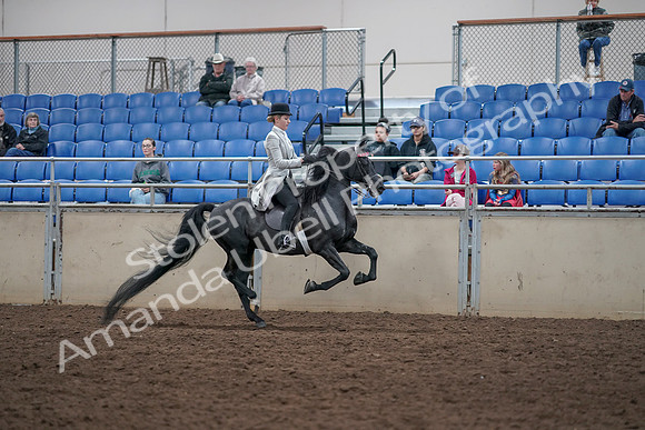 2019 Morgan Horse Show - Aug 31, 2019 - 09668