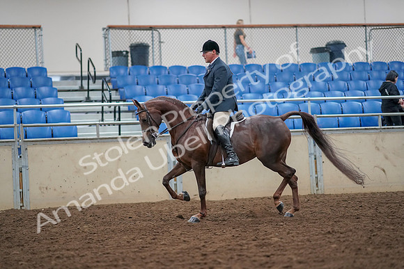 2019 Morgan Horse Show - Aug 30, 2019 - 17334