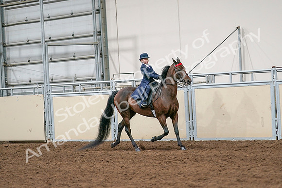2020 - AB Morgan Horse - Sat, Sept 05 - 04827