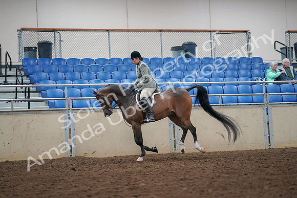 2019 Morgan Horse Show - Aug 30, 2019 - 17463