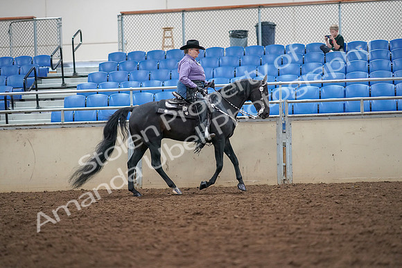2019 Morgan Horse Show - Aug 30, 2019 - 16934