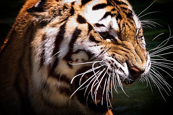 Big Cats - 009