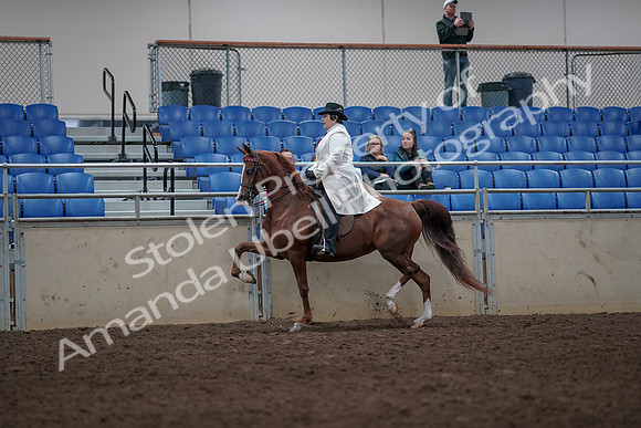 2019 Morgan Horse Show - Aug 31, 2019 - 08565