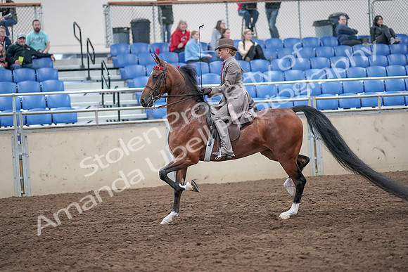 2019 Morgan Horse Show - Aug 31, 2019 - 21966