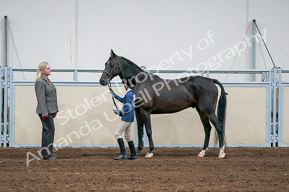 2020 - AB Morgan Horse - Fri, Sept 04 - 00760