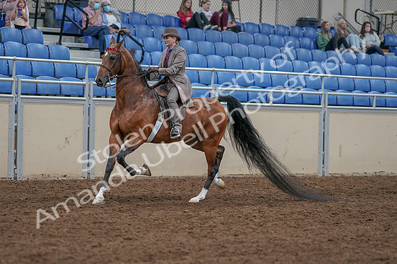 2020 - AB Morgan Horse - Fri, Sept 04 - 11364