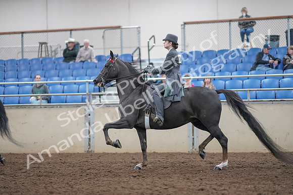 2019 Morgan Horse Show - Aug 31, 2019 - 09398
