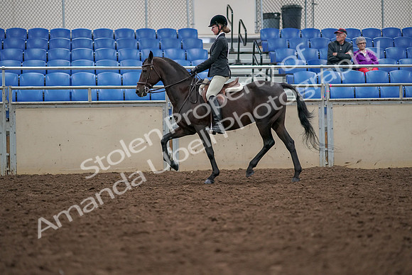 2019 Morgan Horse Show - Aug 30, 2019 - 20341