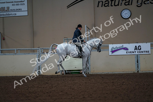 2019 Morgan Horse Show - Aug 30, 2019 - 17571