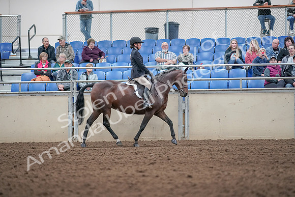 2019 Morgan Horse Show - Aug 31, 2019 - 19691