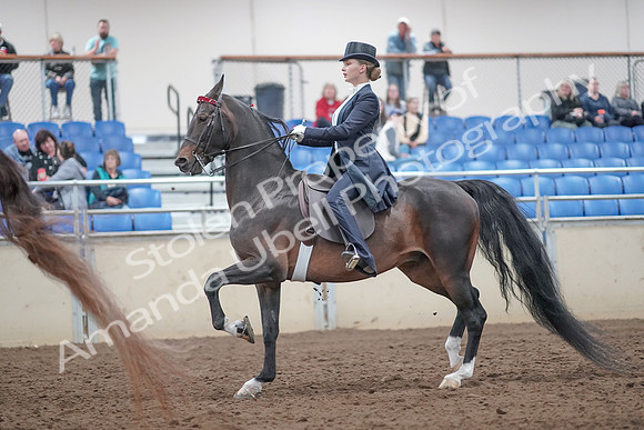 2019 Morgan Horse Show - Aug 31, 2019 - 20537