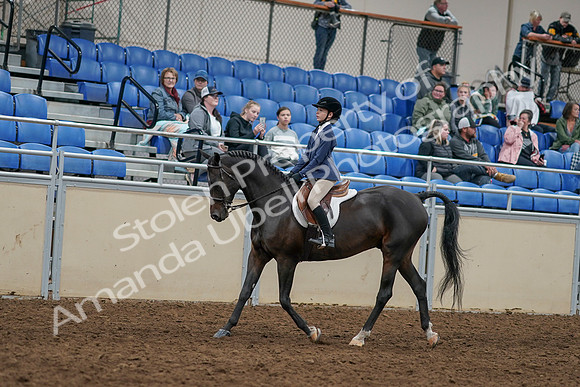 2020 - AB Morgan Horse - Sun, Sept 06 - 07932