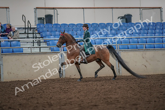 2019 Morgan Horse Show - Aug 30, 2019 - 27960