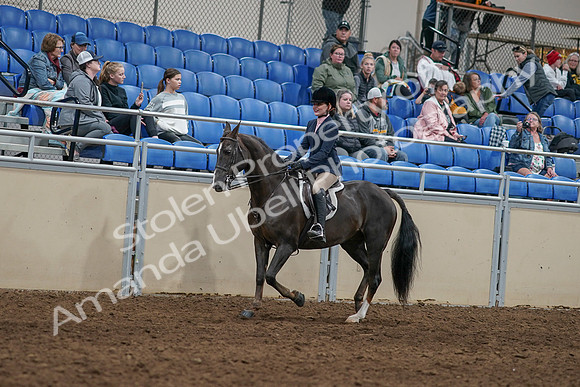 2020 - AB Morgan Horse - Sun, Sept 06 - 07738