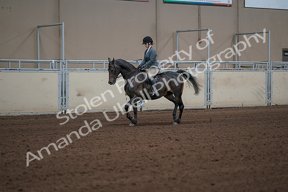 2019 Morgan Horse Show - Sept 01, 2019 - 10903