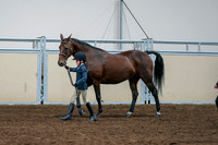 2020 - AB Morgan Horse - Fri, Sept 04 - 01001