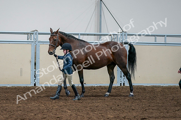 2020 - AB Morgan Horse - Fri, Sept 04 - 01001