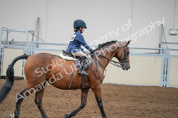 2020 - AB Morgan Horse - Sun, Sept 06 - 08104