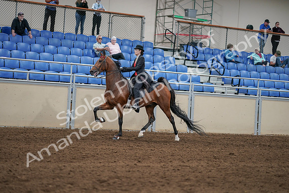 2020 - AB Morgan Horse - Sat, Sept 05 - 06733
