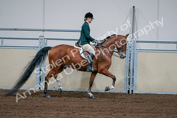 2020 - AB Morgan Horse - Fri, Sept 04 - 01747