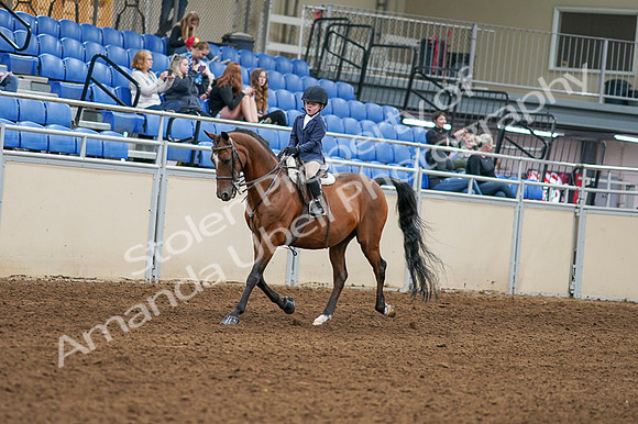 2020 - AB Morgan Horse - Fri, Sept 04 - 04466