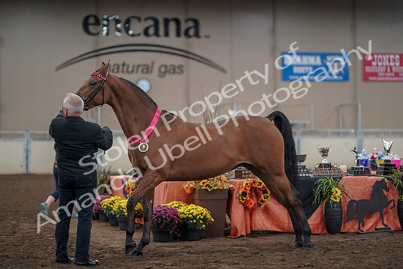 2019 Morgan Horse Show - Aug 31, 2019 - 00932