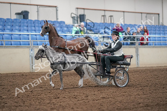 2019 Morgan Horse Show - Aug 30, 2019 - 13266