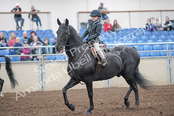 2019 Morgan Horse Show - Aug 31, 2019 - 19415