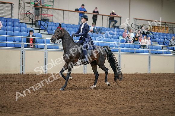 2020 - AB Morgan Horse - Sat, Sept 05 - 06270
