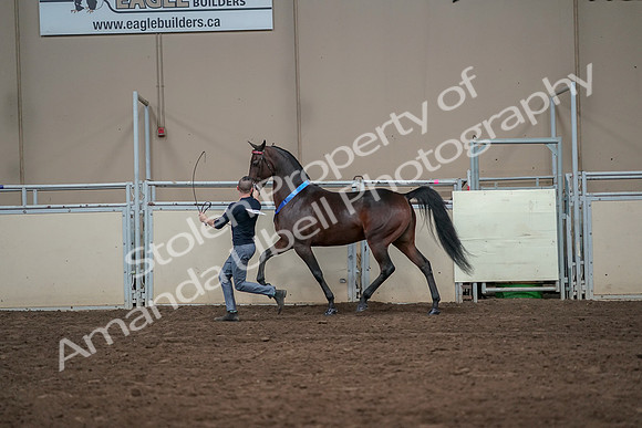 2019 Morgan Horse Show - Aug 31, 2019 - 01440