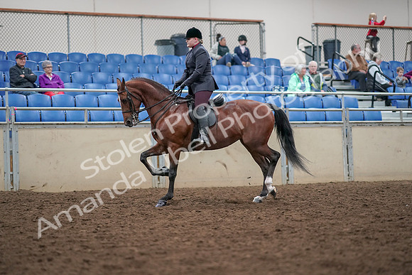 2019 Morgan Horse Show - Aug 30, 2019 - 20250