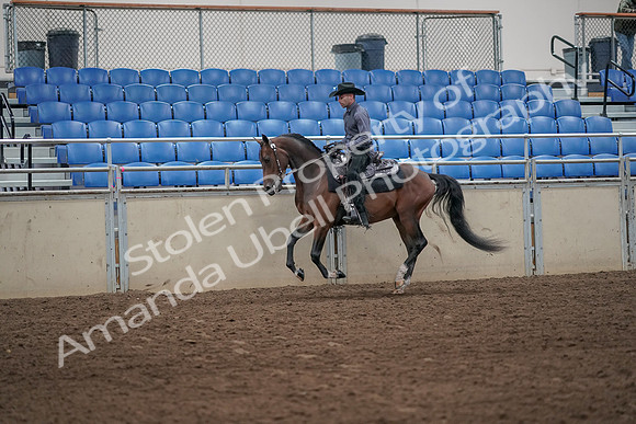2019 Morgan Horse Show - Aug 31, 2019 - 06096