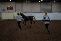 2019 Morgan Horse Show - Aug 31, 2019 - 00064