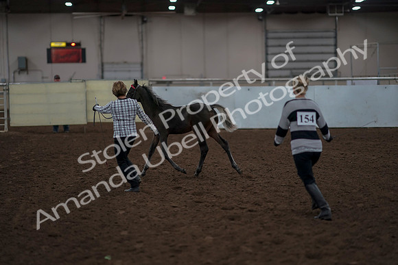 2019 Morgan Horse Show - Aug 31, 2019 - 00064