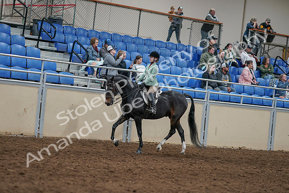 2020 - AB Morgan Horse - Sun, Sept 06 - 07795