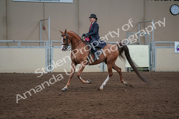 2019 Morgan Horse Show - Sept 01, 2019 - 12122