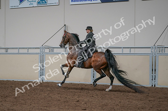 2020 - AB Morgan Horse - Fri, Sept 04 - 09690