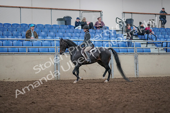 2019 Morgan Horse Show - Aug 31, 2019 - 14677