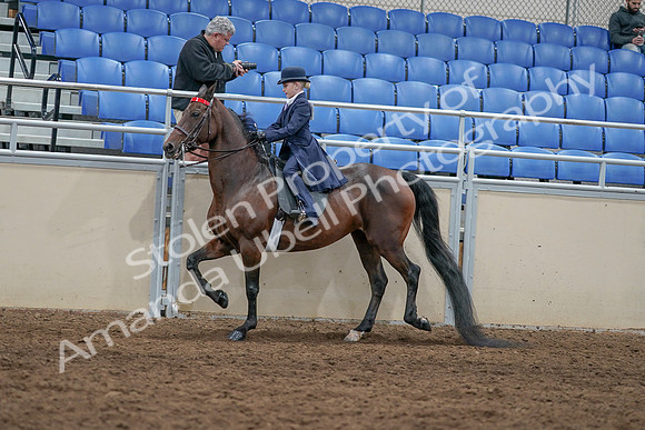 2020 - AB Morgan Horse - Sat, Sept 05 - 04779