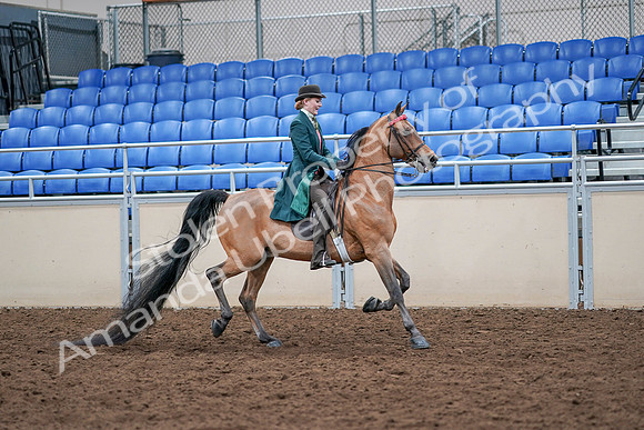 2020 - AB Morgan Horse - Sat, Sept 05 - 13880