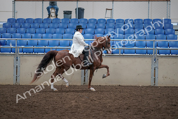 2019 Morgan Horse Show - Aug 31, 2019 - 17986