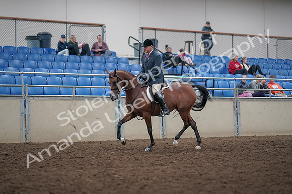 2019 Morgan Horse Show - Aug 31, 2019 - 14702
