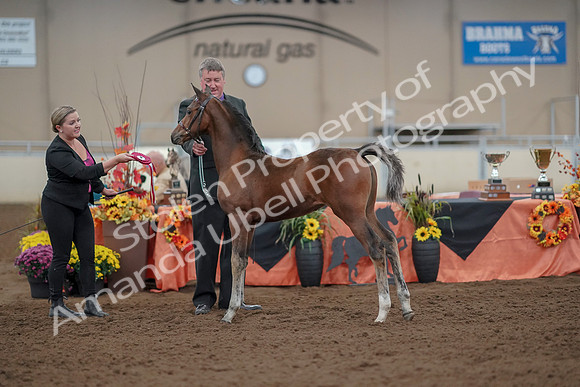 2019 Morgan Horse Show - Aug 30, 2019 - 24957