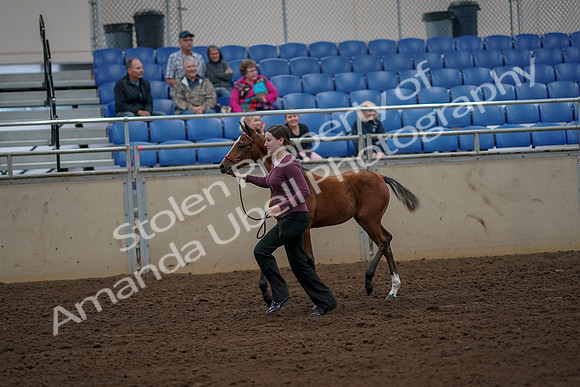 2019 Morgan Horse Show - Aug 30, 2019 - 24700